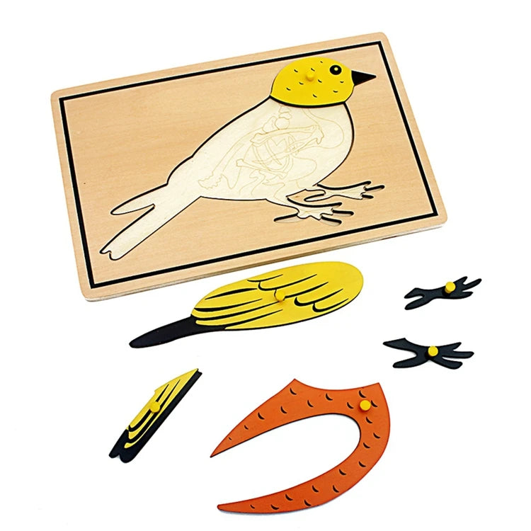 Children's Educational Montessori Biology Wooden Skeleton Puzzle Set - Frog, Horse, Tortoise, Fish, Bird Animal Toys for Boys