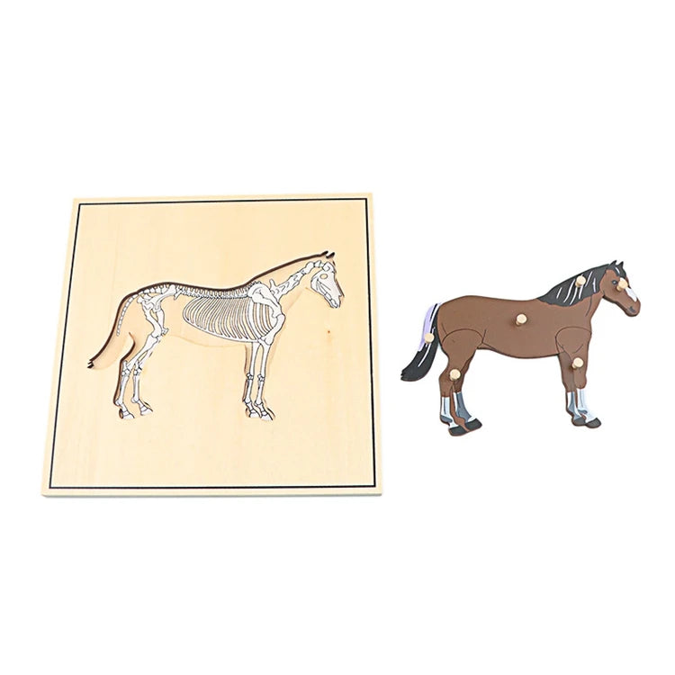 Children's Educational Montessori Biology Wooden Skeleton Puzzle Set - Frog, Horse, Tortoise, Fish, Bird Animal Toys for Boys